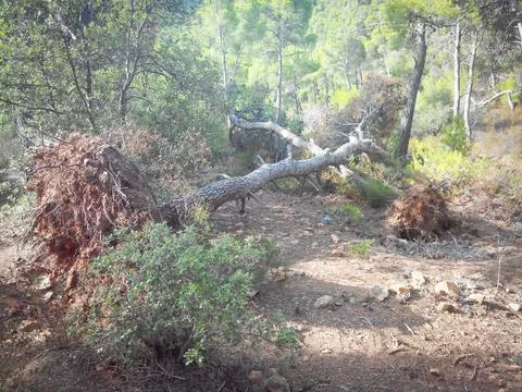 Uprooted tree in the woods Stock Photos