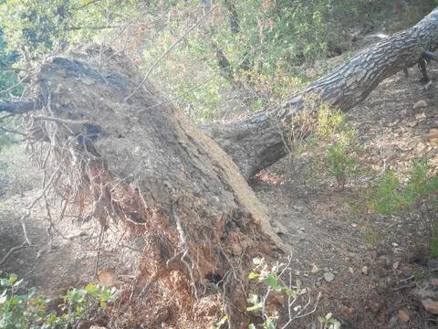 Uprooted tree in the woods Stock Photos
