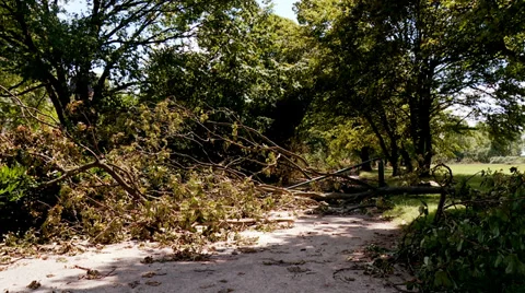 Uprooted Trees after Heavy Storm in Germany, Düsseldorf Stock Footage 39531322
