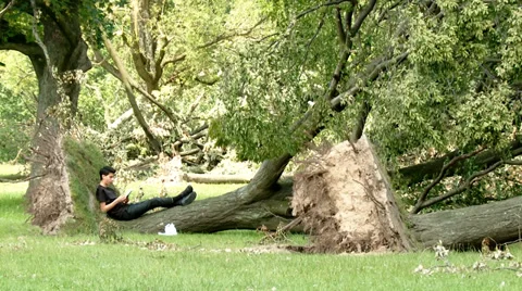 Uprooted Trees after Heavy Storm in Germany, Düsseldorf Video stock 39532235