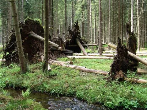 Uprooted trees Stock Photos