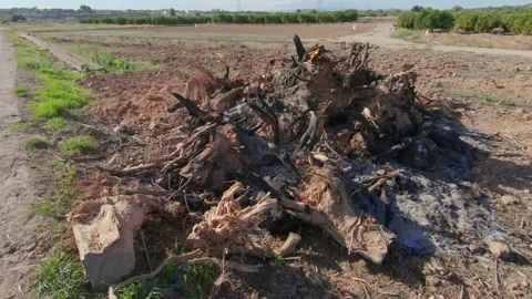 Uprooting and burning old fallen trees Stock Footage 172378616
