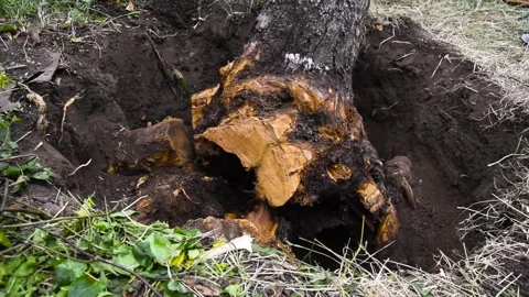 Uprooting and digging up old dry fruit tree in garden Video stock 334204523