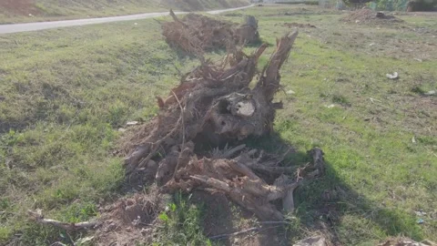 Uprooting old fallen trees Stock Footage 172378584
