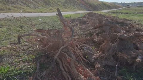 Uprooting old fallen trees Stock-Footage 172378588