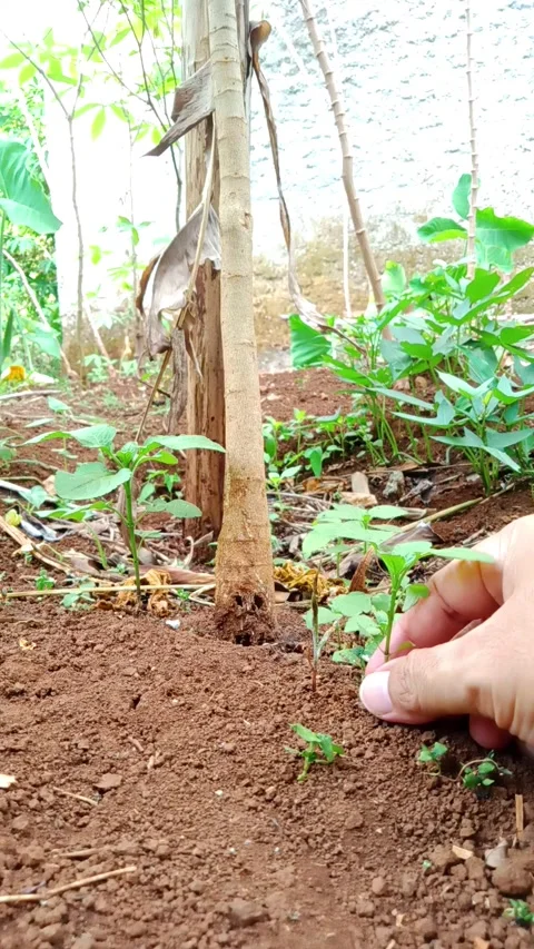 Uprooting plants - Vertical Stock Footage 290918668