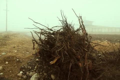 Uprooting of stumps Stock-Fotos