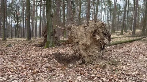 Uprooting Tree covered with loam In The Deciduous Forest In Winter With No Snow Stock Footage 264141616