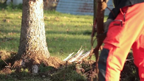Uprooting a tree Vidéo 99401833
