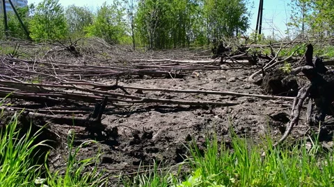 Uprooting trees in a vacant lot Stock Footage 133160316