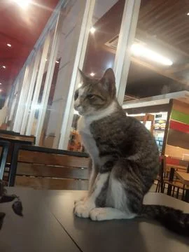 Upset cat 스톡 사진