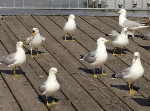 Upset coach Stock Photos
