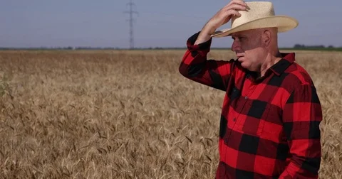 Upset Farmer Concerned Wheat Crop Harvest Serious Problems Agrarian Homestead Stock Footage 75725967