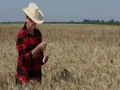 Upset Farmer Concerned Wheat Crop Harvest Serious Problems Agrarian Homestead 4k or 4k+ Resolution