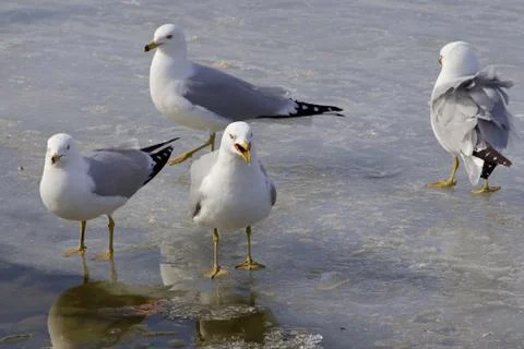Upset gull Stock Photos