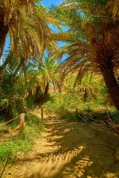Upshot of palm trees forest and blue sky on sunny day, Crete, Greece Stock Photos