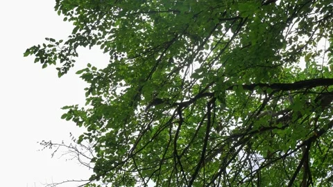 Upshot of squirrel in green tree Stock Footage 143474416