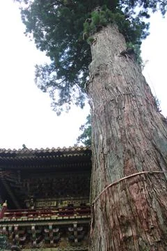 Upshot of tall tree Stock Photos