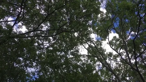 Upshot Trees Breeze Blue Sky Clouds Video stock 79606339