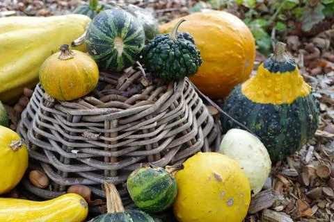 Upside-down basket with pumpkins Stock Photos