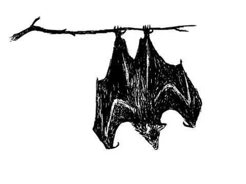 Upside down bat Stock Illustration