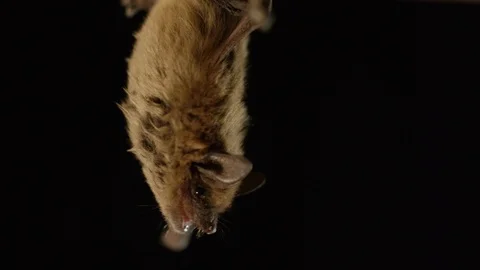 Upside down bat slow motion black background wings 스톡 동영상 101907616