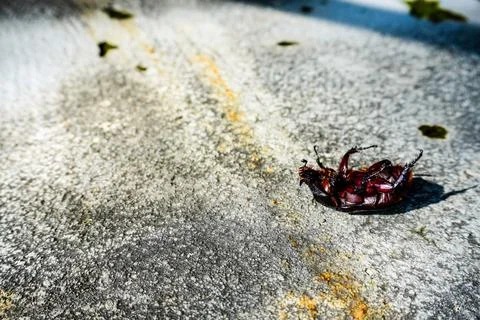 Upside down beetle bug on floor with copy space Stock Photos