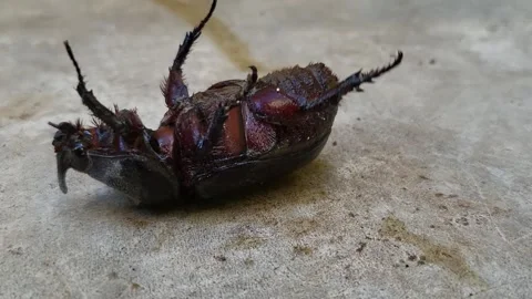 Upside Down Beetle Stock Footage 296045096
