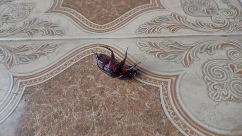 Upside-Down Beetle Struggling to Flip Over on Floor Stock Photos