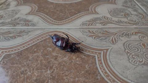 Upside-Down Beetle Struggling to Flip Over on Floor Foto stock