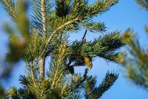 Upside-down bird eating fruit in pine tree at dawn in spring 写真素材