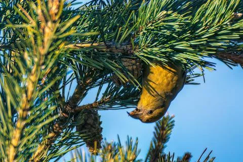 Upside-down bird eating from a tree 写真素材