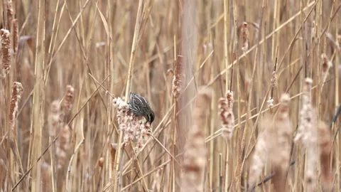 Upside down bird foraging in reeds Stock Footage 333416164