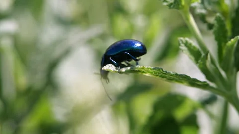 Upside Down Blue Mint Beetle Crawling on Mint Leaf, Slow Motion Close-Up Stock Footage 282863249