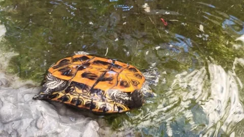 Upside down brazilian tortoise or red ear slider footage. Stock Footage 261386151