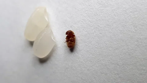 The upside-down bug crawls by the rice. Stock Footage 159949691