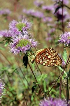 Upside down butterfly Stock Photos