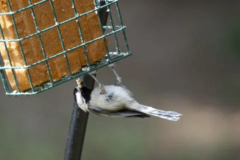 Upside-down Chickadee Stock Photos