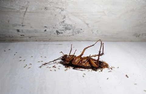 Upside Down Cockroach. Ants swarming a dead cockroach on the ground 库存照片
