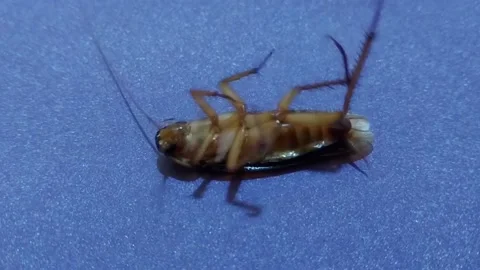 Upside Down Cockroach: Close-up Study of Insect Movement Stock Footage 239921311