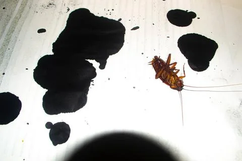 Upside Down Cockroach on Floor Showing Legs and Underside  Description: Stock Photos
