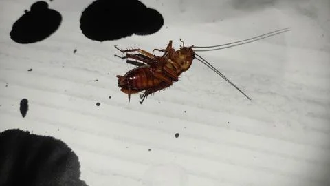 Upside down cockroach Stock Photos