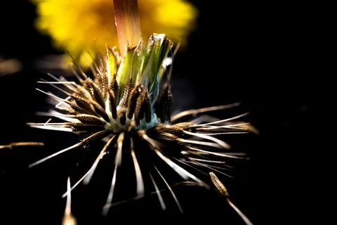 Upside Down Dandelion Isolated on Black Background in Front of Yellow Dandeli Stock Photos