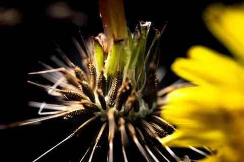 Upside Down Dead Dandelion Next to Live Dandelion on Right Foto stock