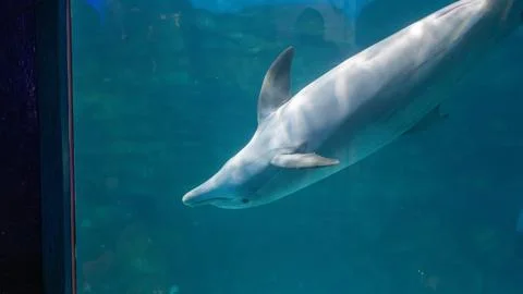 Upside Down Dolphin Swimming in Light at Brookfield Zoo Illinois Stock Photos