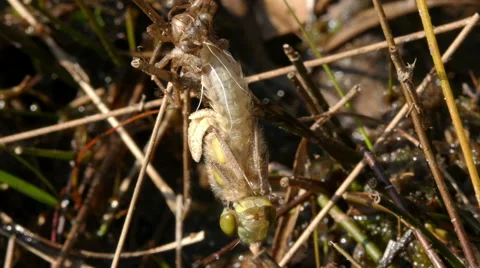 Upside down dragonfly after metamorphosis turning head up 4K UHD Stock Footage 49821526