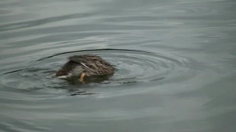 Upside down duck Stock-Footage 98403