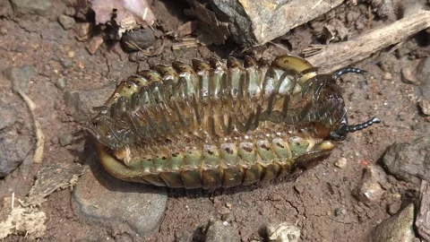 Upside Down Flat-Backed Millipede Crawling: A brown Polydesmidan arthropod lies  Stock Footage 346279963