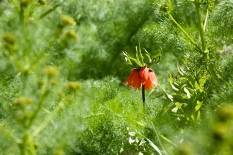 Upside down flower Foto stock