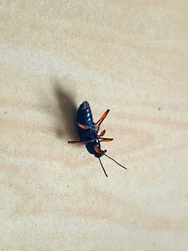 Upside Down Insect Struggling on Light Background Stock Photos